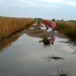 Wędrujemy przez pola